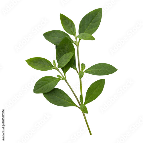 Fresh green wild leaves branch isolated on transparent background	