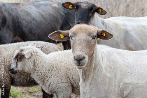 Photography Curious White Sheep Portrait Surrounded by Flock in Moor Landscape - Curious white sheep standing calmly among a flock in a peaceful natural moor landscape in northern Germany