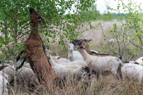 Photography Goats Standing on Hind Legs Eating Birch Leaves in Moor Landscape - Goats and Heidschnucken sheep feeding on fresh birch leaves in a natural moor habitat