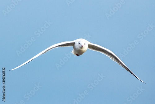 Konstfotografi Front view of a white seagull flying directly towards the camera against a clear