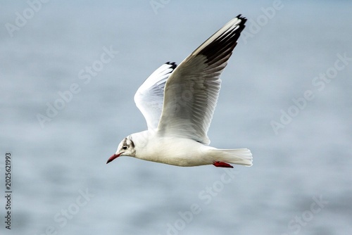 Photos White seagull in mid-air flight gliding gracefully against a softly blurred back