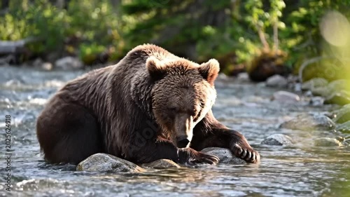 Grizzly bear rests in a river before standing to examine the water and surrounding rocks