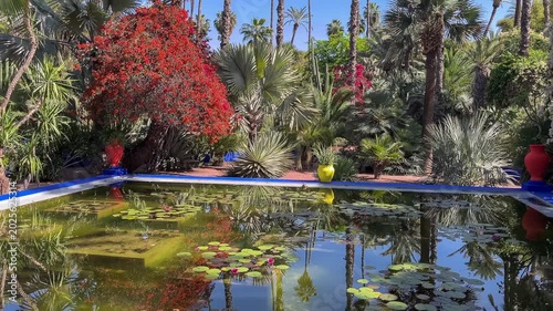 Rich flora and beautiful pond in the Majorelle Garden