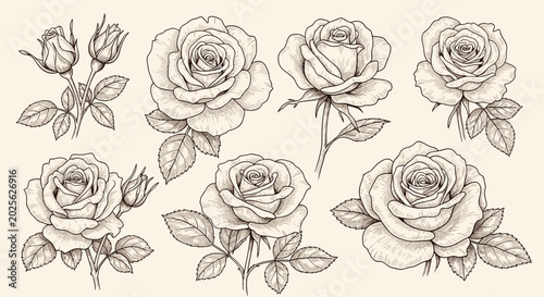 Vintage hand-drawn rose illustrations collection featuring various blooming flowers, buds, and leaves in detailed etched line art style.
