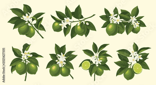 Collection of various lime tree branches with green fruit, white blossoms, and leaves isolated on a soft cream background.