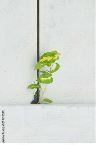 Fotografia Bougainvillea white flowers background textures, blooming flowers, Bougainvillea