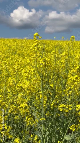 Vibrant field of yellow blooming rapeseed flowers under a cloudy sky.