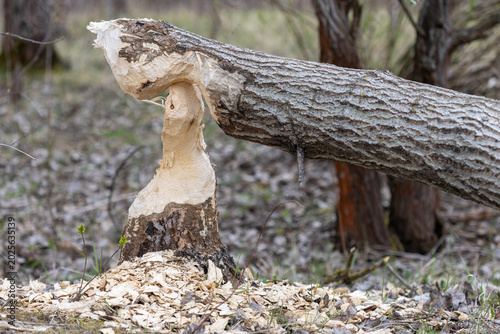 Bild auf Leinwand Factual close-up of a tree chewed through by a beaver, showing the distinctive teeth marks on the wood, the partially fallen trunk, and a pile of fresh wood shavings in a forest setting