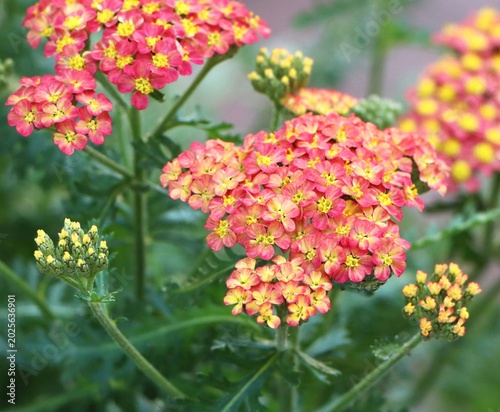 Foto Beautiful yarrow (Achillea) flowers growing in a garden