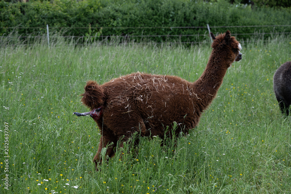 Fototapeta premium alpaka tier natur lama geburt