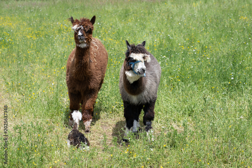 Fototapeta premium alpaka tier natur lama familie