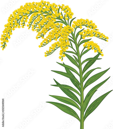 Εκτύπωση καμβά Vector illustration of a goldenrod plant with yellow flowers and green leaves on