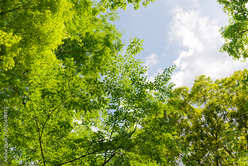 Fresh Green Trees and Blue Sky in a Peaceful Spring Nature Landscape