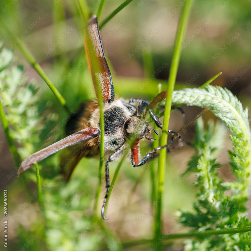 Fototapeta premium Beetle with patterned wings perches on tall green grass