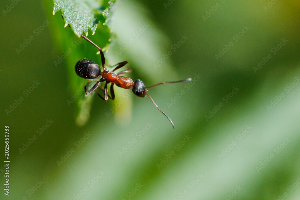 Fototapeta premium Black-headed ant crawls on green leaf