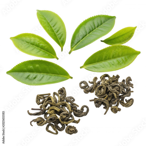 Fresh green tea leaves and dried curled tea leaves arranged on a solid black background, view of organic herbal tea ingredients