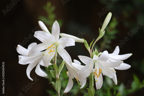 Foto Beautiful White Madonna Lily Flowers Blooming Against a Dark Natural Background