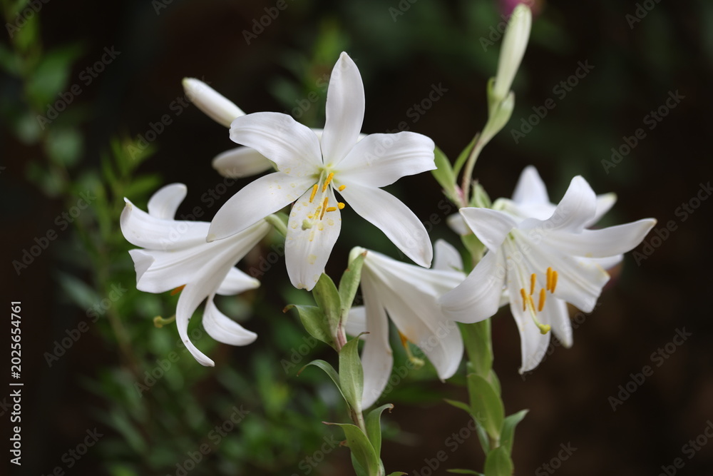 Fototapeta premium Beautiful White Madonna Lily Flowers Blooming Against a Dark Natural Background