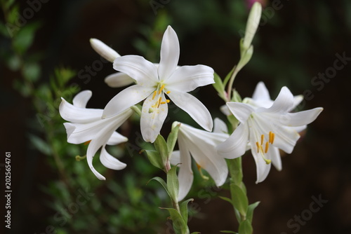 Foto Beautiful White Madonna Lily Flowers Blooming Against a Dark Natural Background