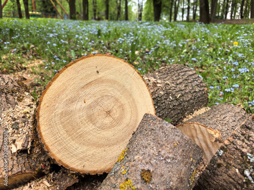  Cutting a tree in the forest, ecology, nature