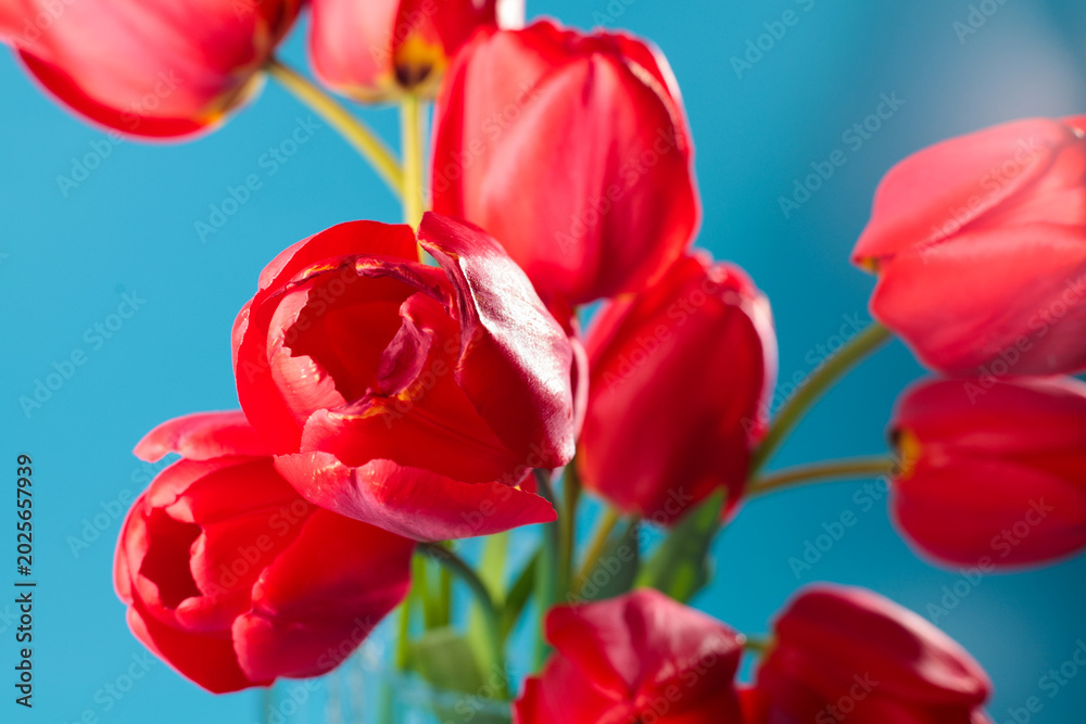 Fototapeta premium Vibrant red tulips bloom against a striking blue background, a close-up view