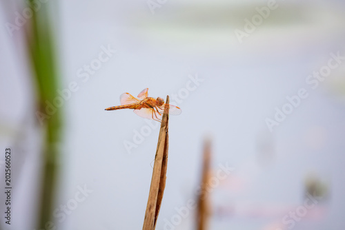 The lingering yellow winged dragonfly