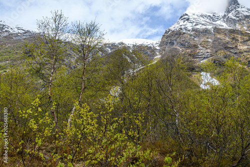 Blick auf eine Landschaft mit Wasserfall im Hintergrund in Norwegen, im Vordergrund natürliche Vegetation und Bäume