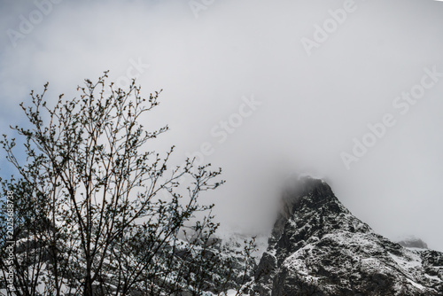 Einsamer markanter Berggipfel in den Wolken mit kahlem Baum im Vordergrund - monochrome Berglandschaft