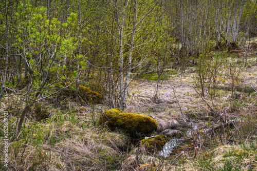 unberührte Natur am Aussichtspunkt in Fjærland, Norwegen