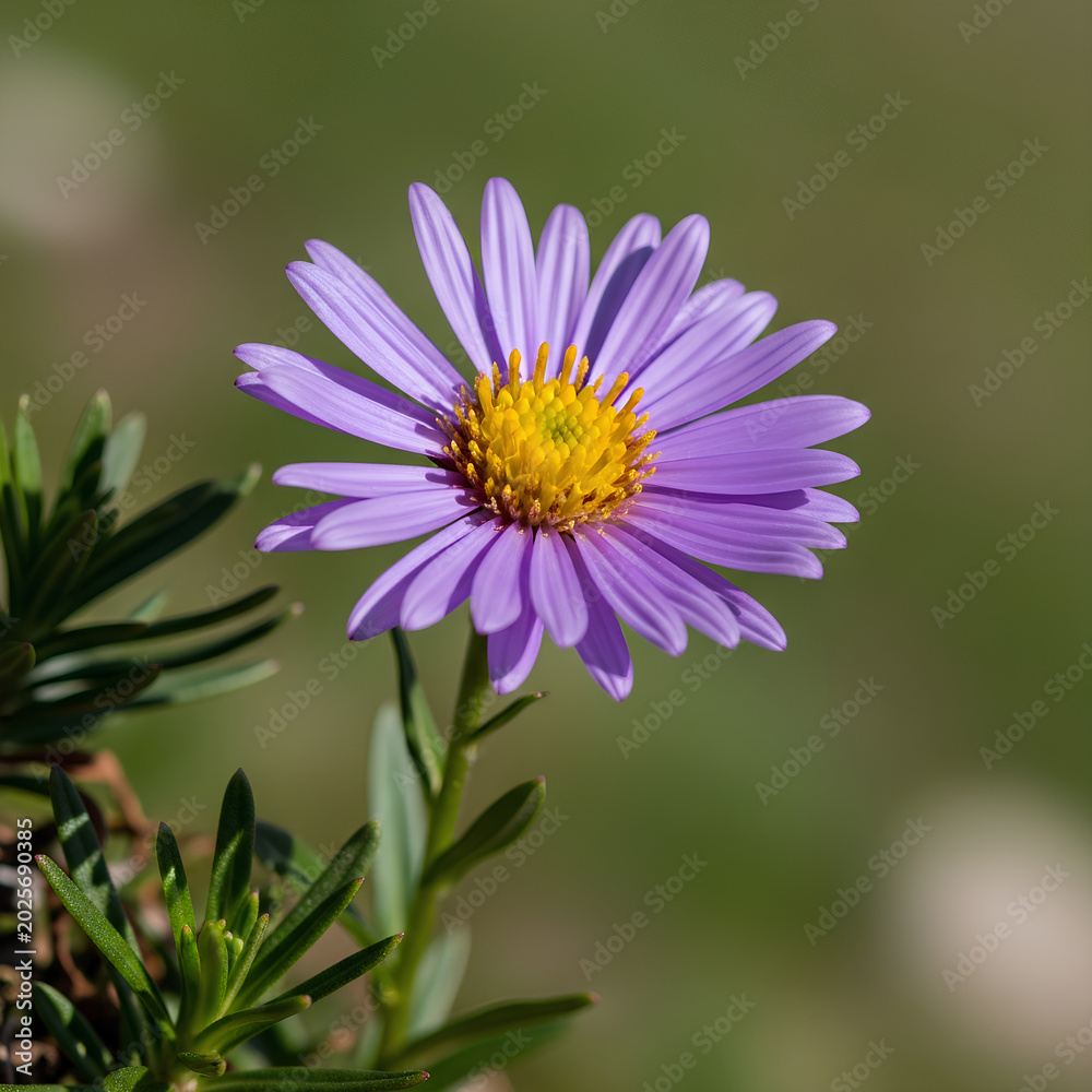 Obraz premium Closeup of a vibrant purple aster flower in full bloom capturing its intricate details 1.