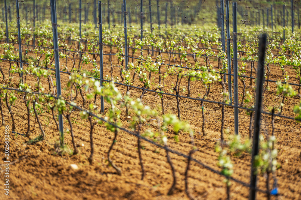 Obraz premium Vineyards grow in Sardinia Italy during the spring season under the sun