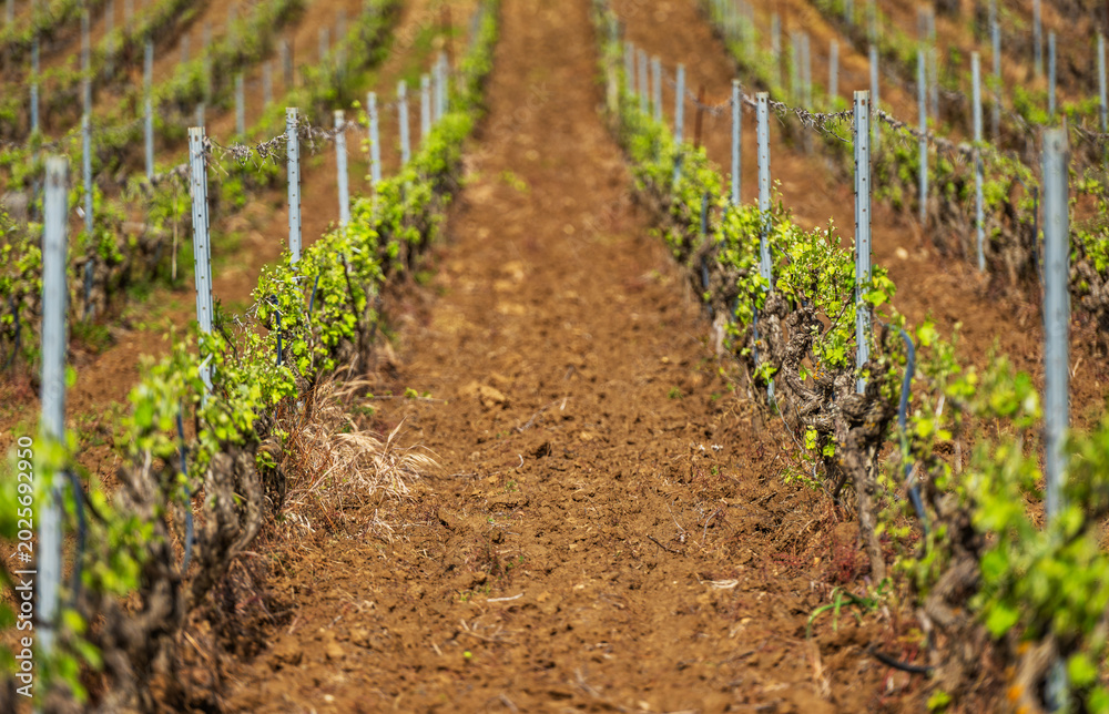 Obraz premium Vineyard rows in Sardinia, Italy during spring season of 2023