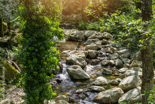 Flowing stream in Corsica with rocks and greenery during sunny weather