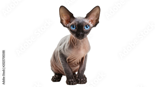 Foto Sphynx cat with blue eyes and wrinkled skin, isolated on transparent background