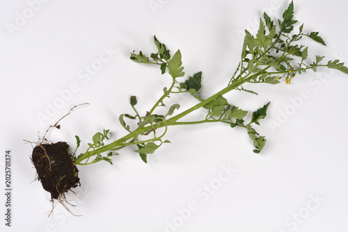 Fotografija A top down view of a young green tomato plant with visible roots and soil on a p