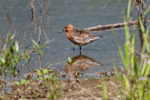 Piovanello maggiore ( Calidris canutus )