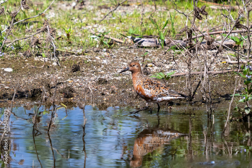 Piovanello maggiore ( Calidris canutus )