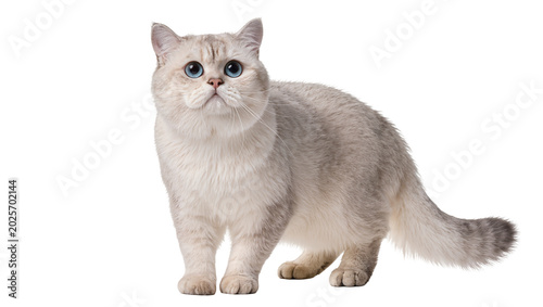 Obraz na płótnie Fluffy silver chinchilla British Shorthair cat with blue eyes, isolated on trans