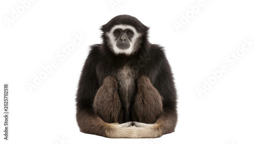 Quadro em tela Black and white gibbon primate sitting, isolated on transparent background