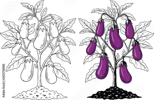 Eggplant plants, black and white line and colored vegetable line coloring page