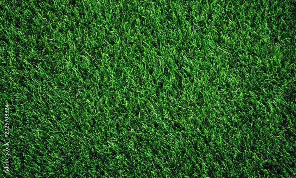 Fototapeta premium Fresh green grass growing covering a lawn surface