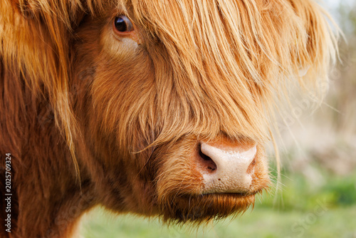 Foto Extreme close-up of a Scottish Highland cow's face - one soulful dark eye peerin