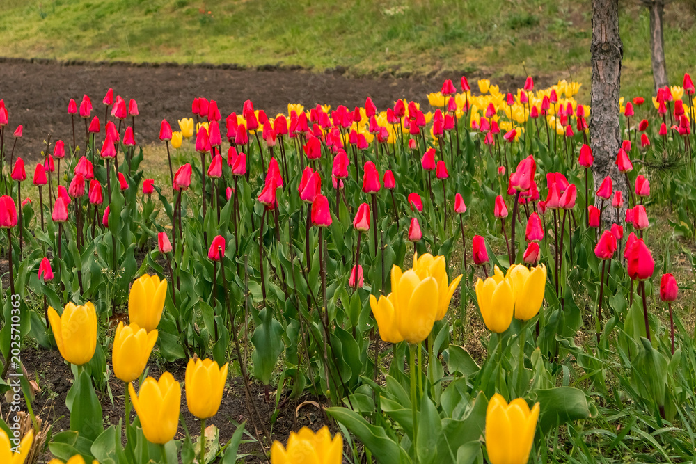 Obraz premium A stunning spread of yellow and pink tulips brings energy to the spring garden, highlighted by crisp green foliage and open air.