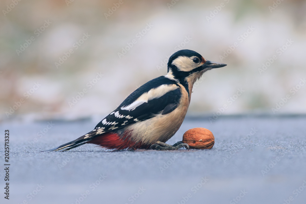 Obraz premium Great spotted woodpecker on ice with a walnut.