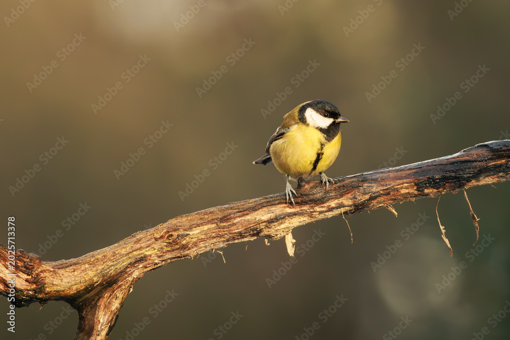 Obraz premium Great tit perched naturally on a tree branch.