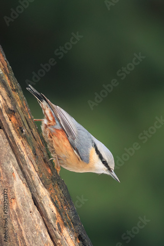 Fényképezés Colorful nuthatch perched naturally on a tree branch.