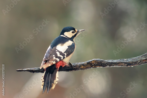 Fotografi Great spotted woodpecker perched on a tree branch.
