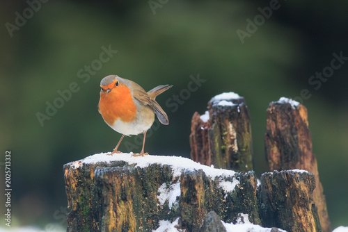 Canvas-taulu Charming robin surrounded by subtle winter atmosphere.