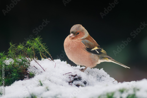 Photos Beautiful finch in a soft winter atmosphere.