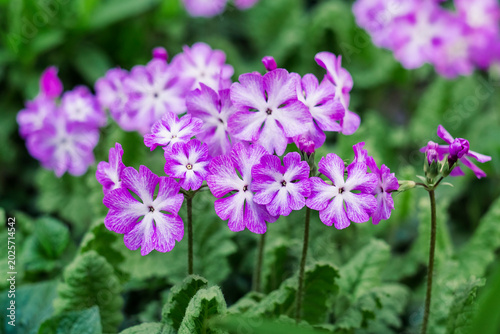 Purple white primrose flowers surrounded by lush green leaves, growing in a spring garden environment.